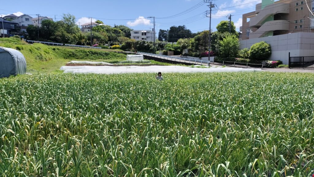横浜のニンニク畑